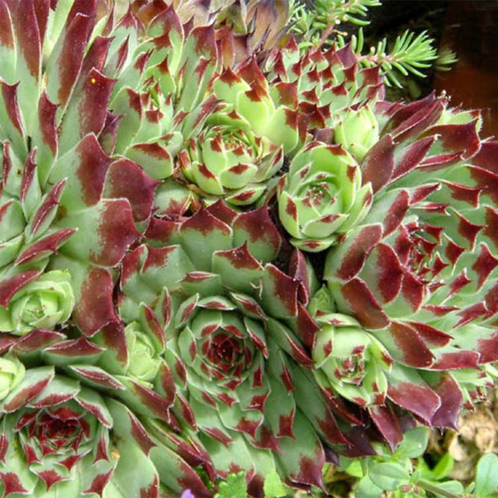 Sempervivum calcareum - Joubarbe du calcaire