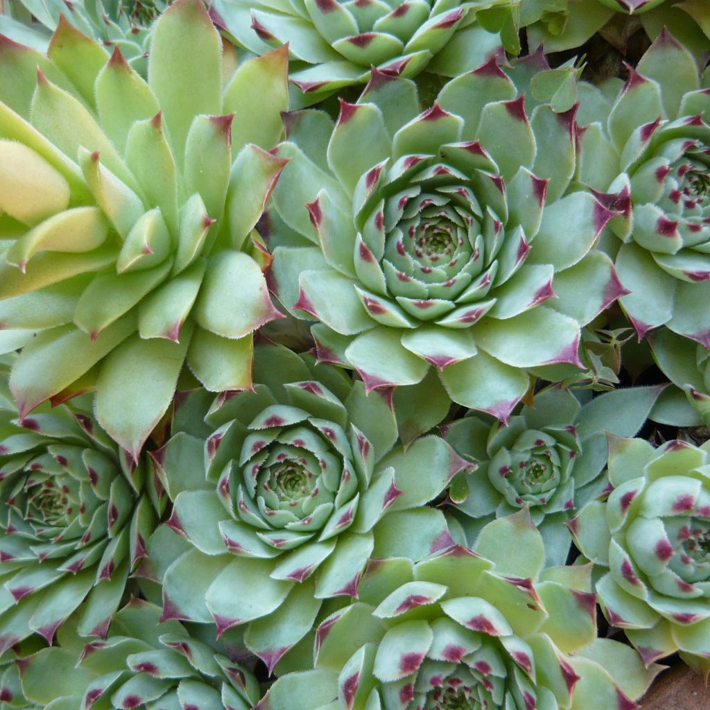 Sempervivum calcareum - Joubarbe du calcaire