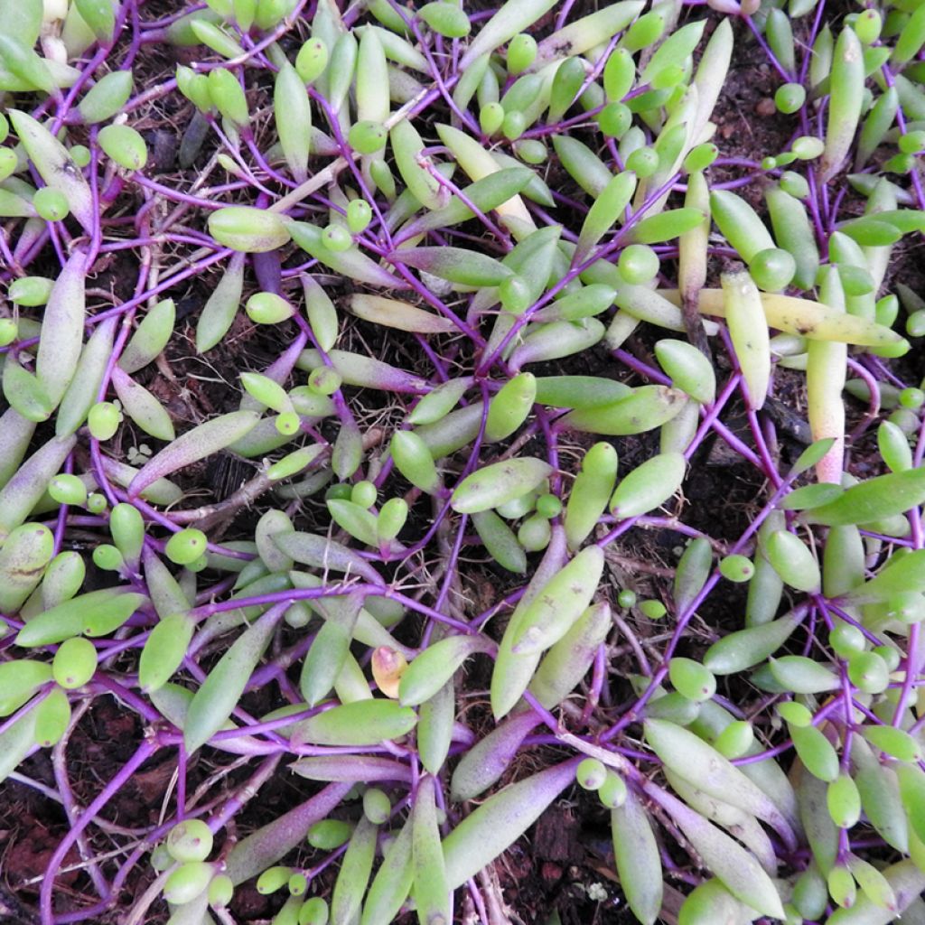 Senecio herreianus Purple Flush - String of tears