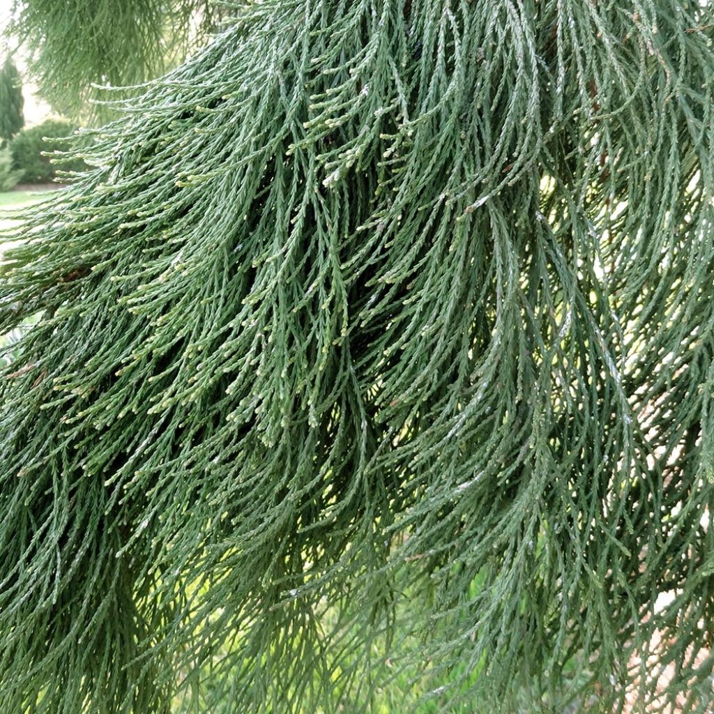 Sequoiadendron giganteum Pendulum - Séquoia géant pleureur