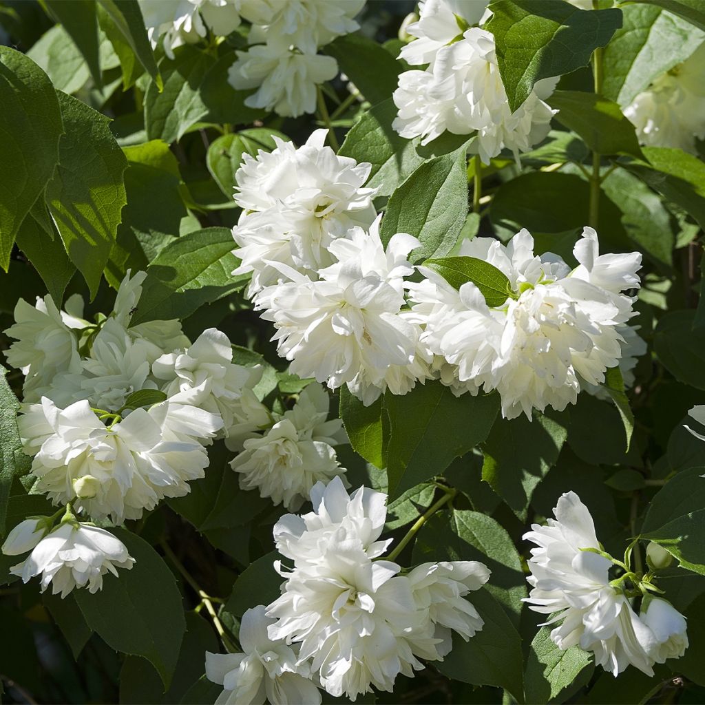 Philadelphus (x) virginalis Minnesota Snowflake