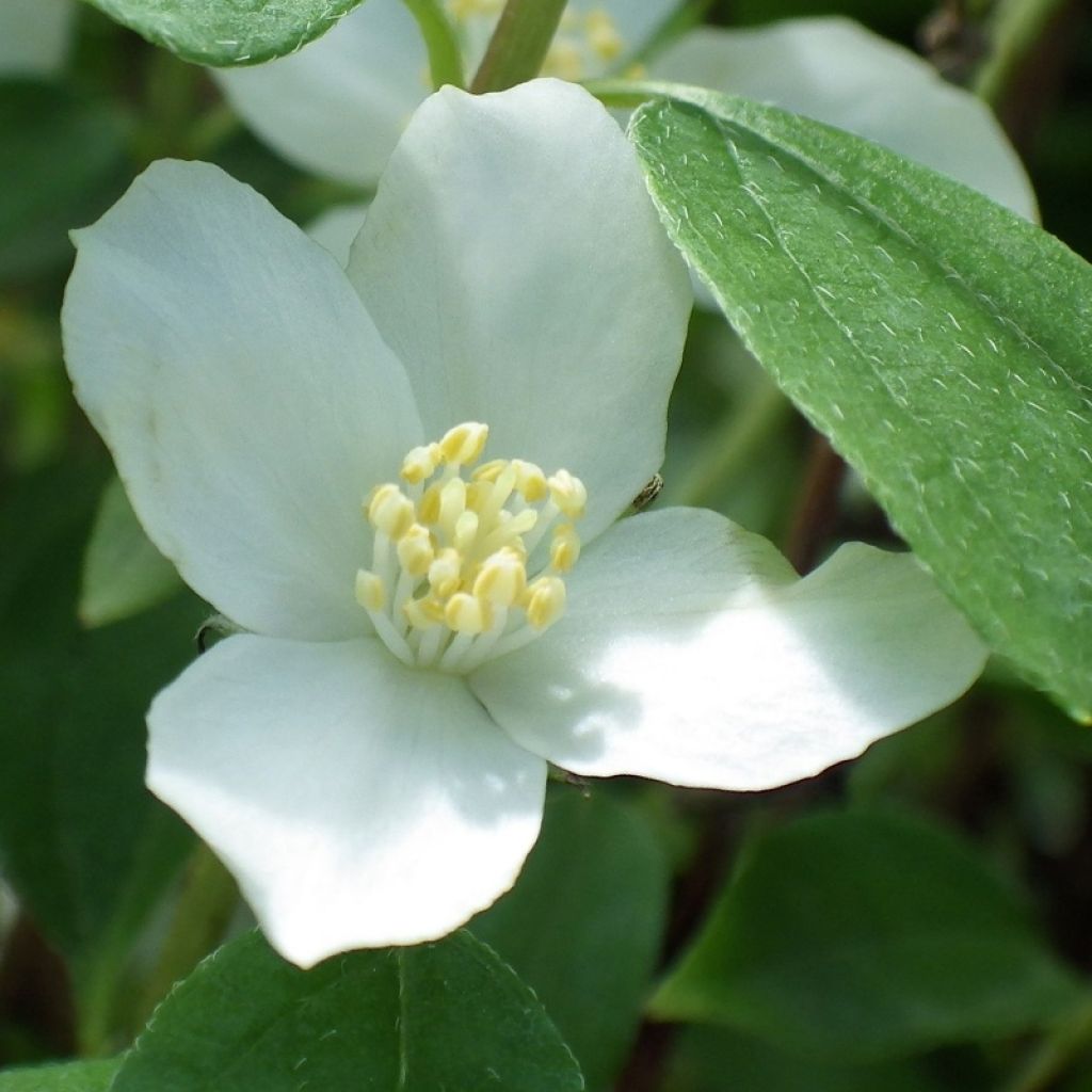 Seringat - Philadelphus Silberregen