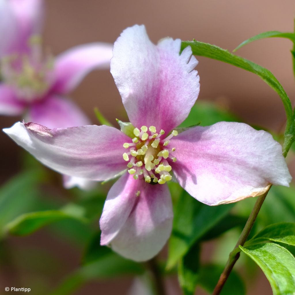 Philadelphus Petite Perfume Pink