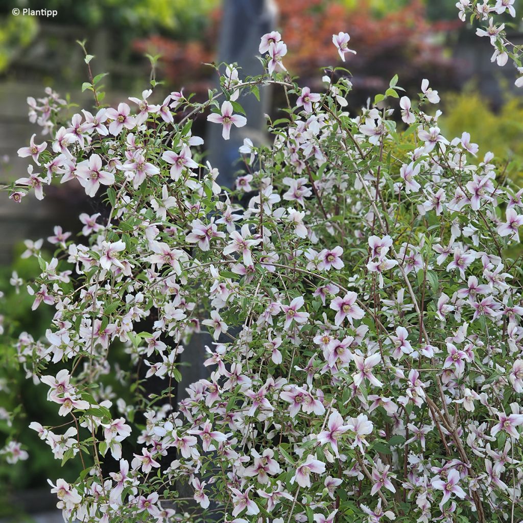 Philadelphus Petite Perfume Pink