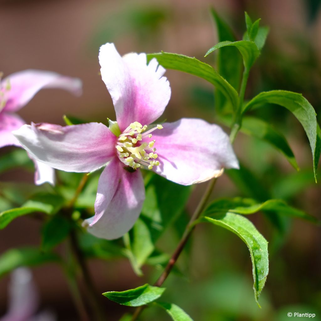 Philadelphus Petite Perfume Pink