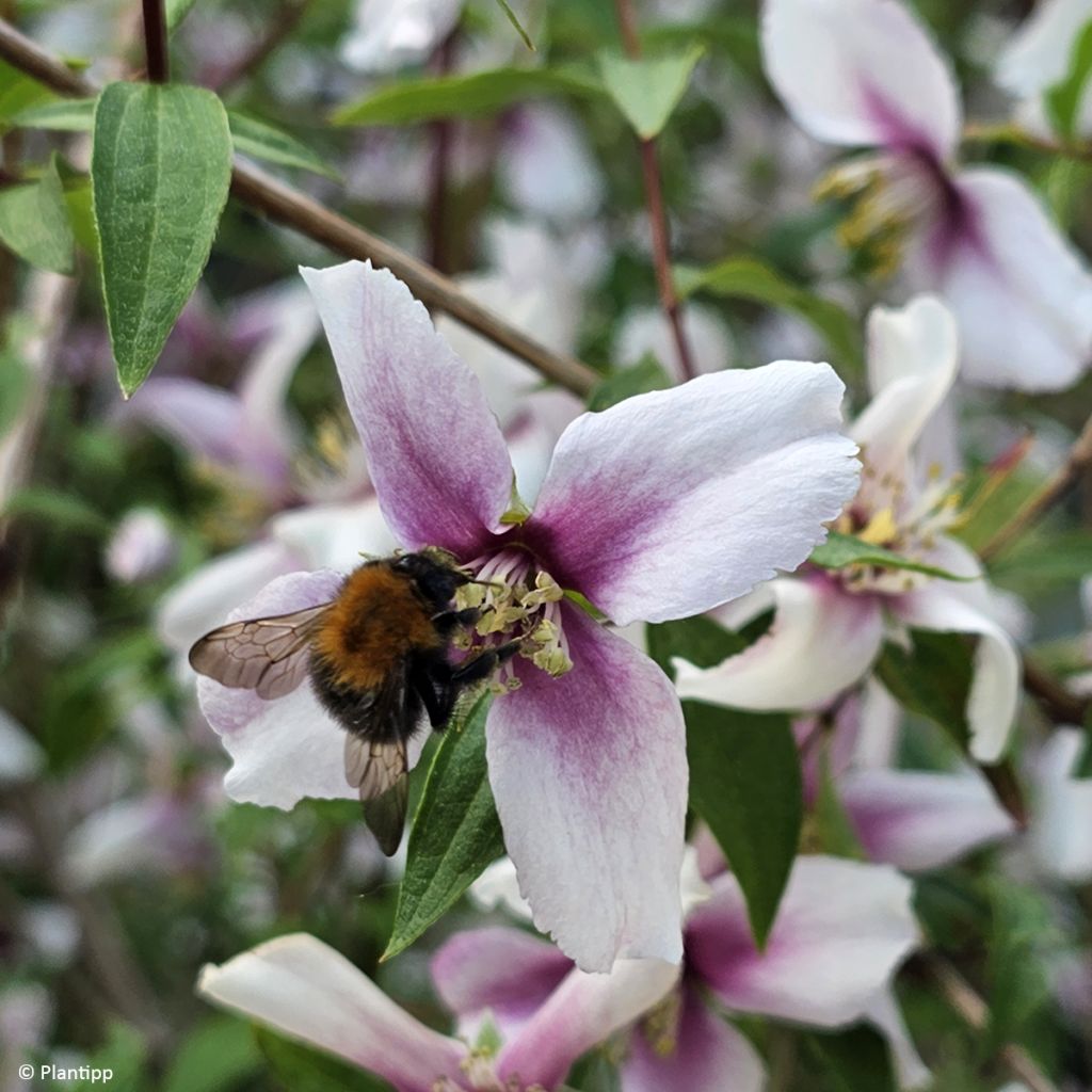 Philadelphus Petite Perfume Pink