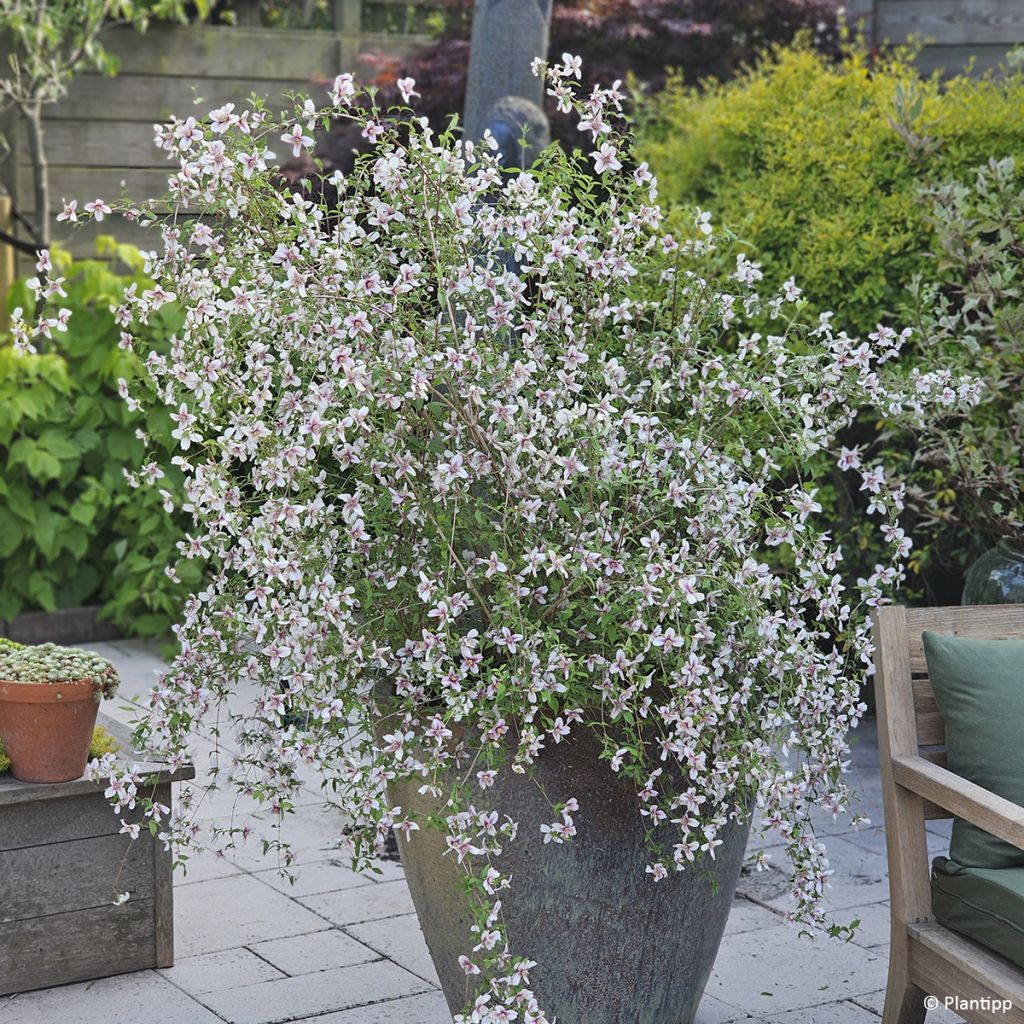 Philadelphus Petite Perfume Pink