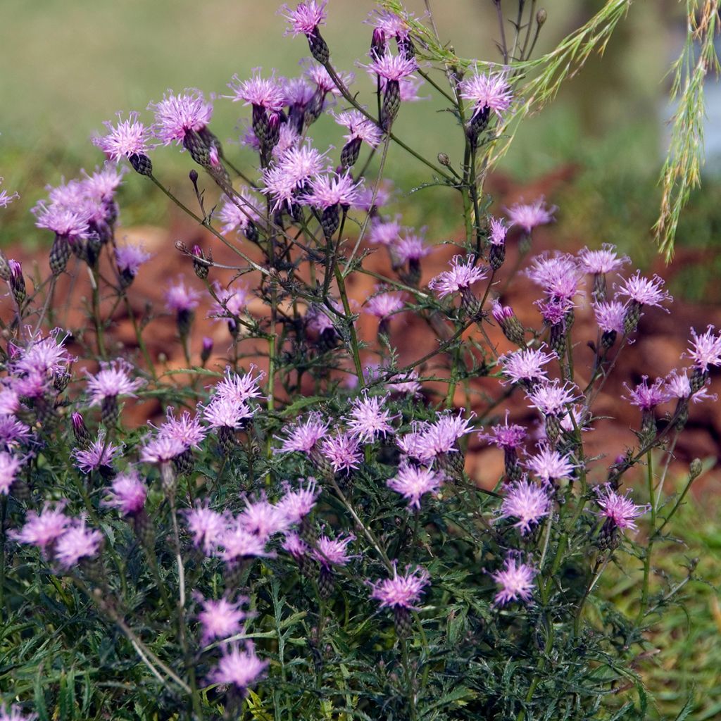 Serratula tinctoria var. seoanei