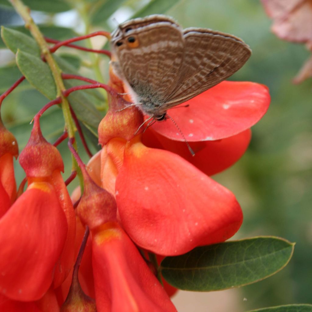 Sesbania punicea - Flamboyant d'Hyères