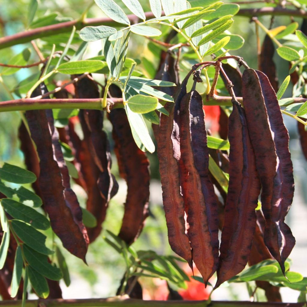 Sesbania punicea - Flamboyant d'Hyères