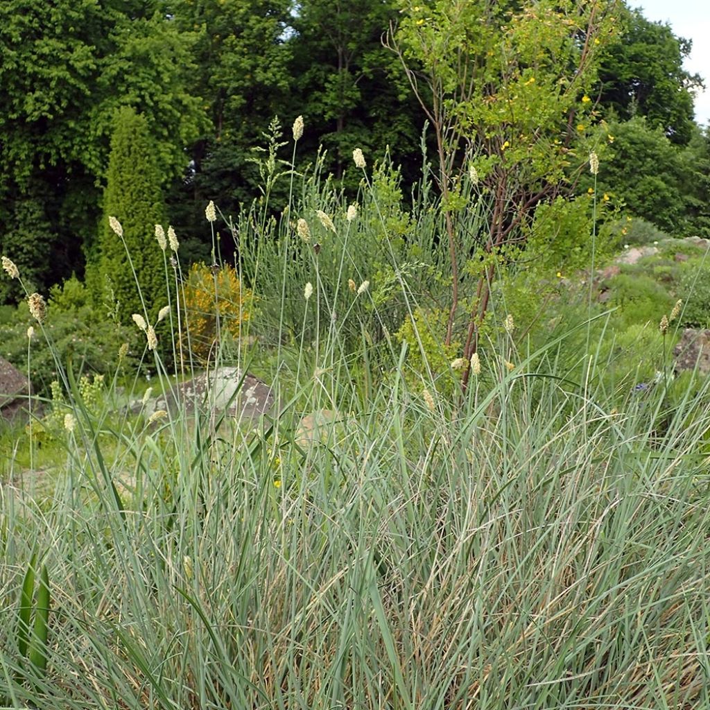 Sesleria argentea - Seslérie argentée