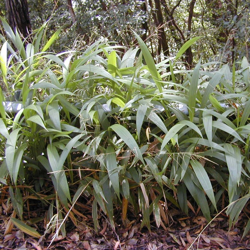 Setaria palmifolia - Herbe-palmier