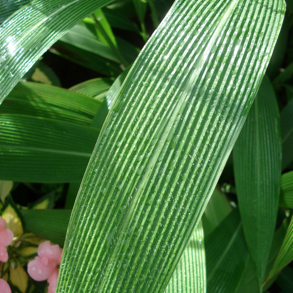 Setaria palmifolia