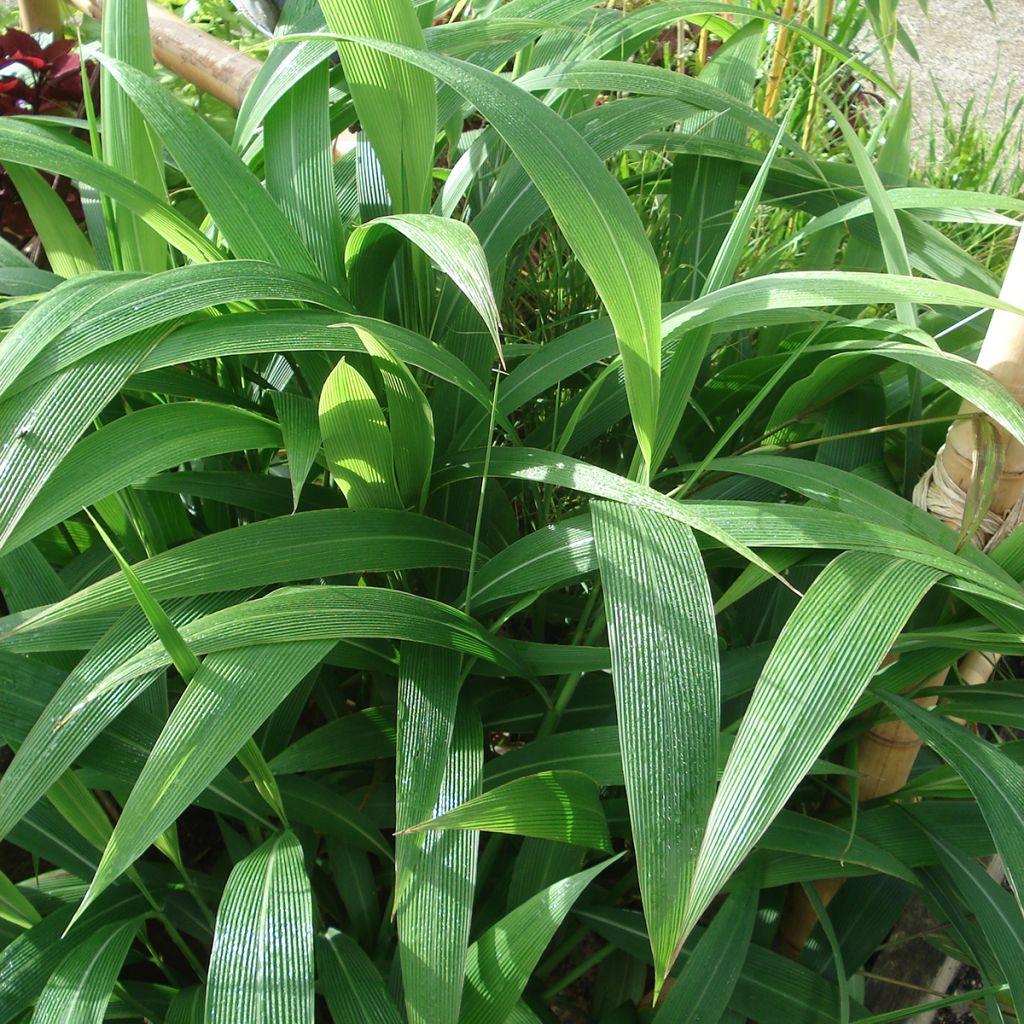 Setaria palmifolia