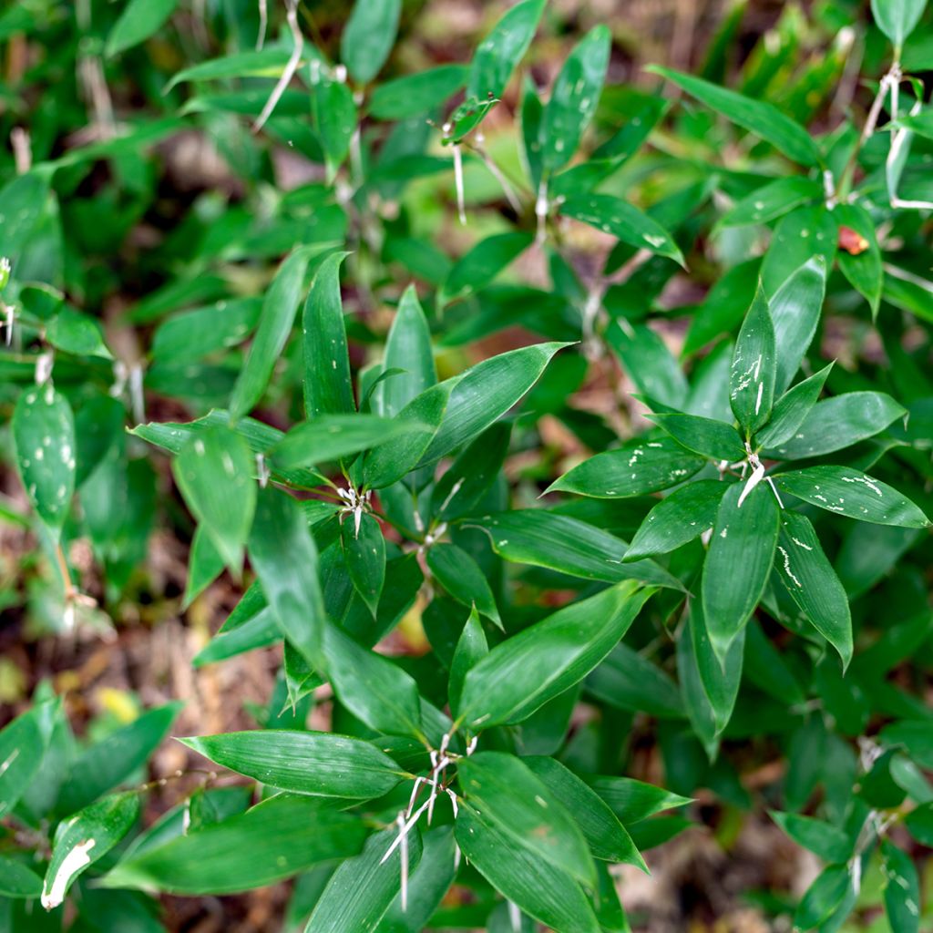 Shibataea kumasaca - Dwarf Bamboo