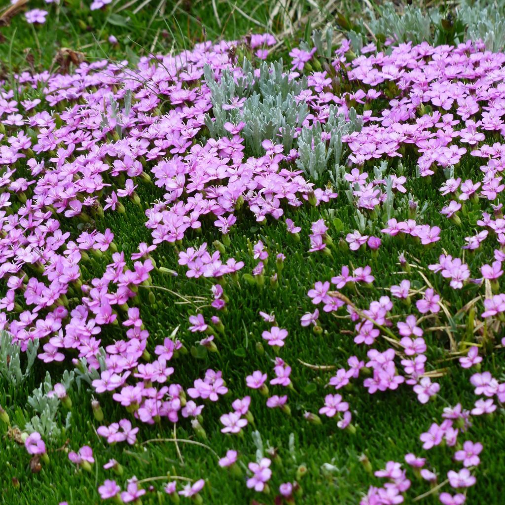 Silene acaulis - Silène acaule