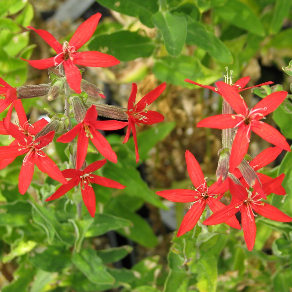 Silene regia - Silène royal