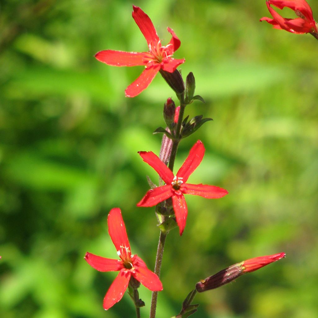 Silene regia - Silène royal