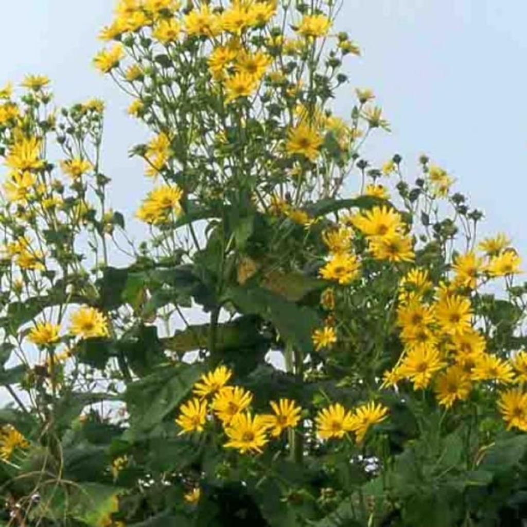 Silphium perfoliatum