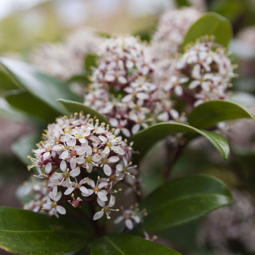 Skimmia japonica Godries Dwarf