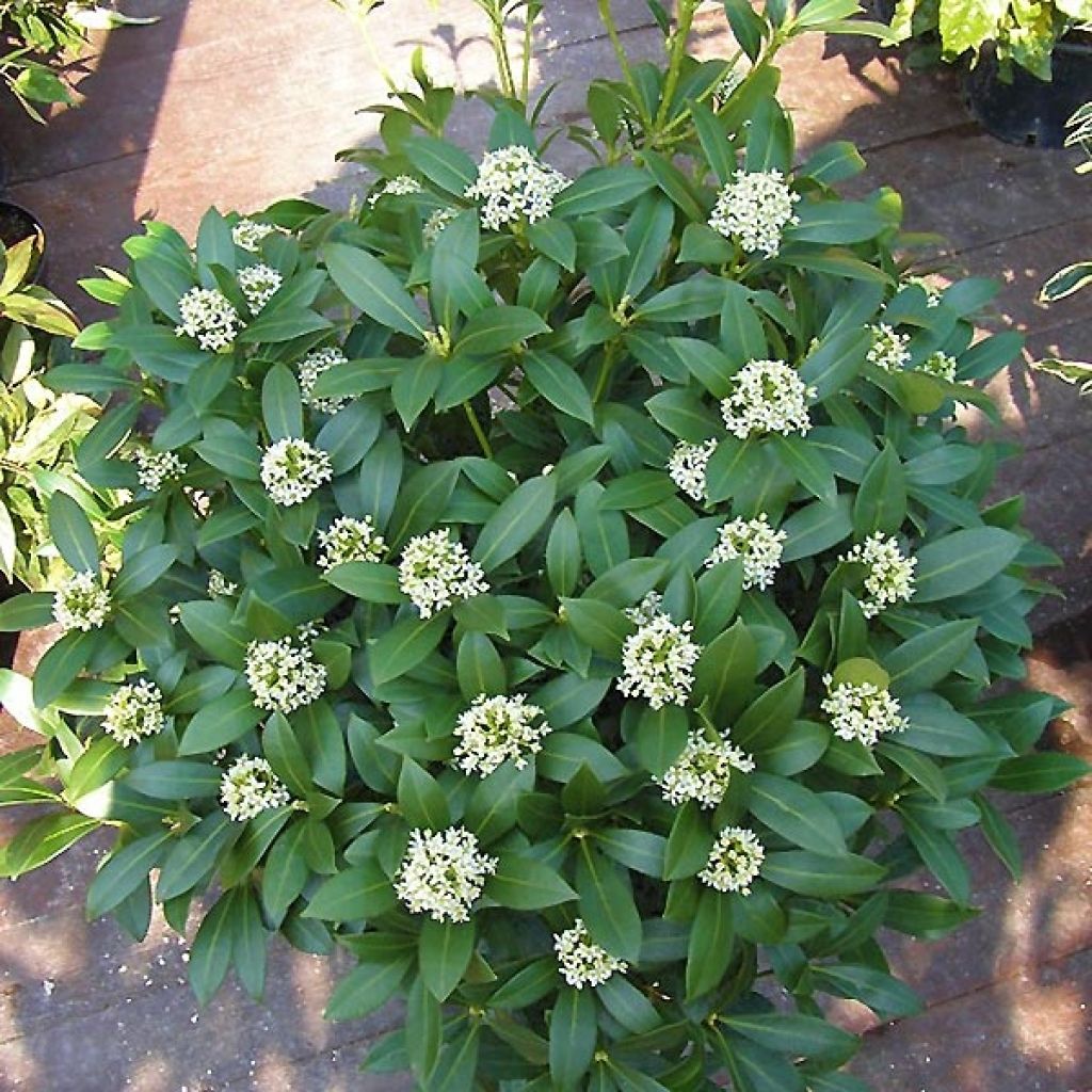 Skimmia japonica Kew White