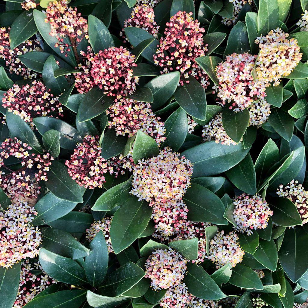 Skimmia japonica Rubella