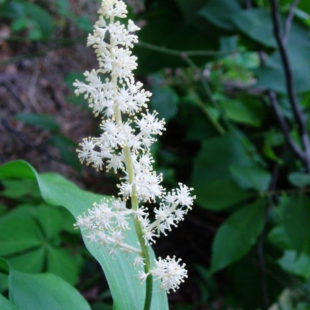 Smilacina racemosa