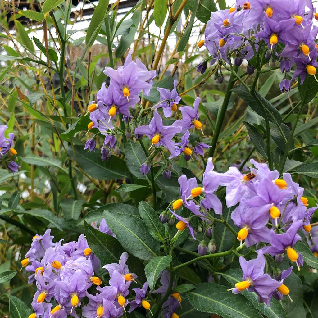 Solanum crispum Glasnevin