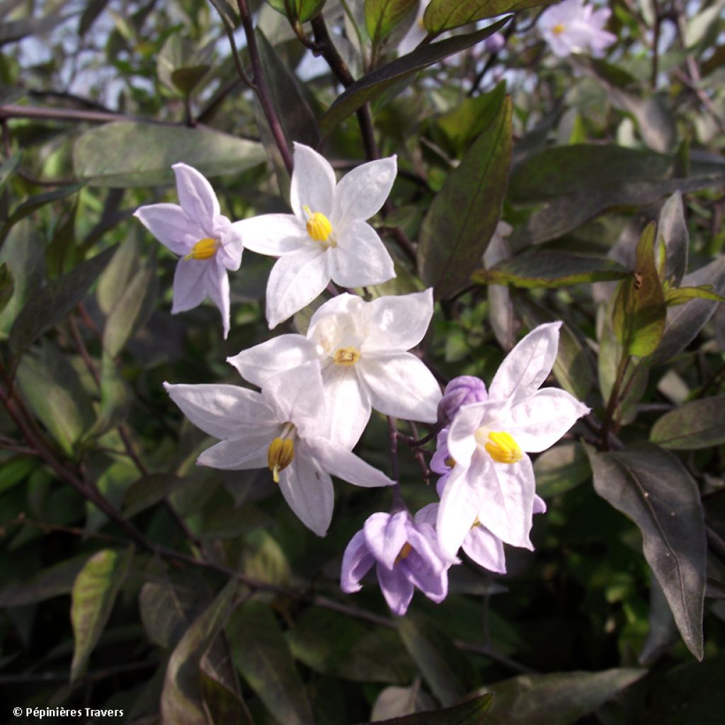 Solanum jasminoides - Morelle faux jasmin