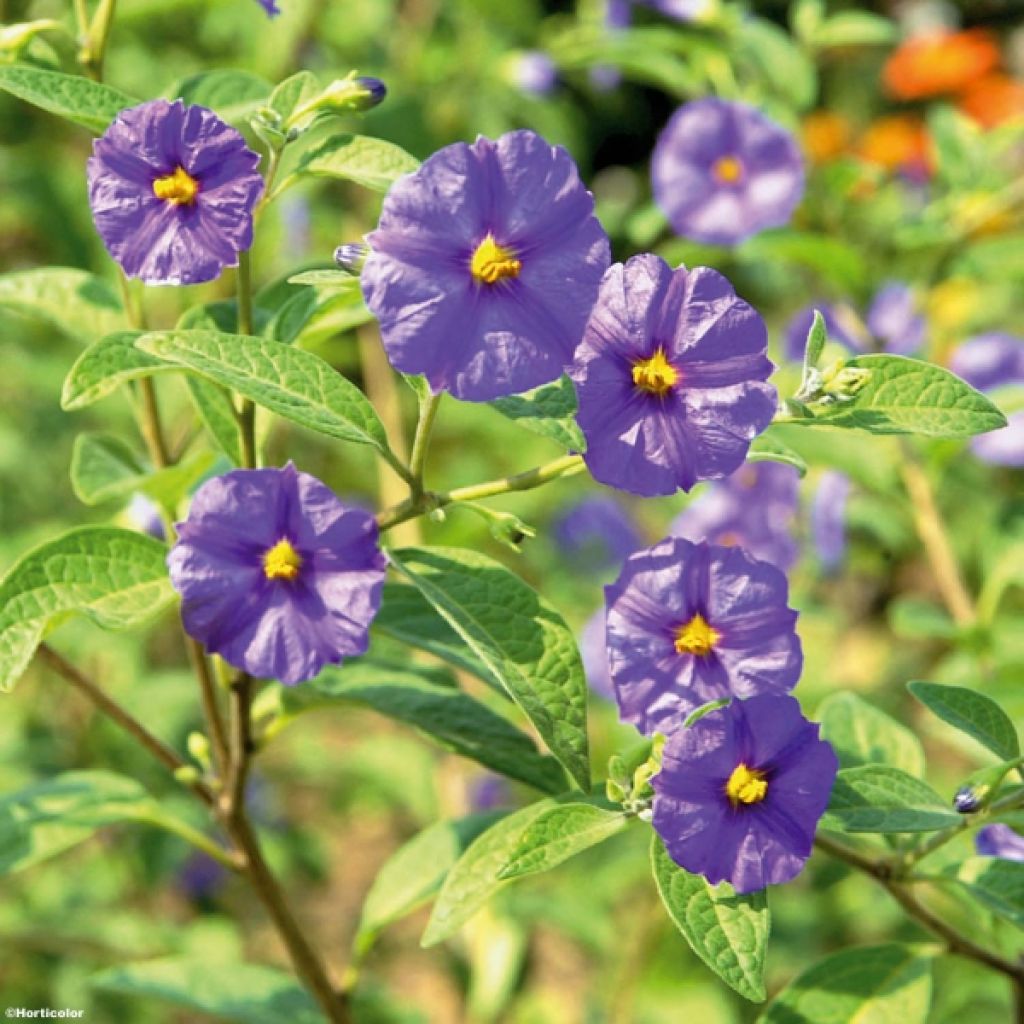 Solanum rantonetti - Gentiane en Arbre