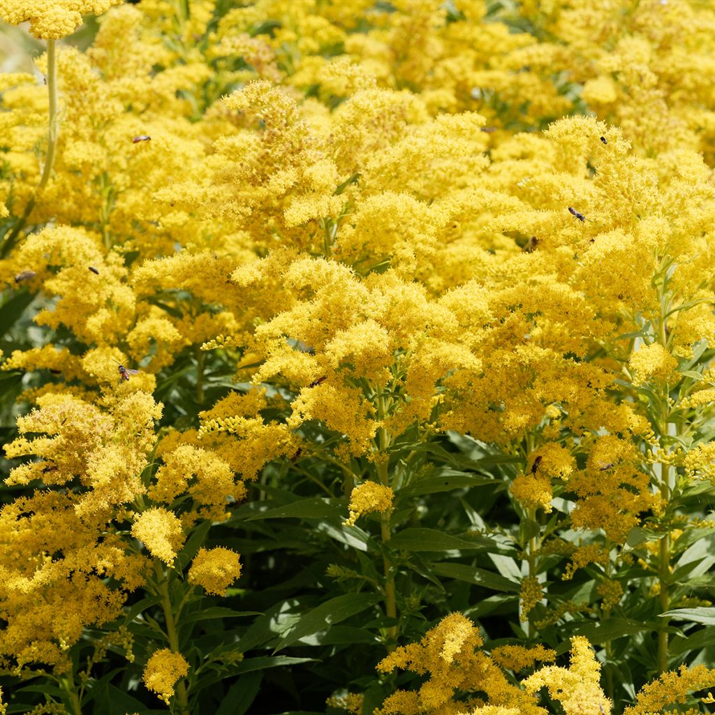 Solidago canadensis Golden Baby - Verge d'or du Canada naine