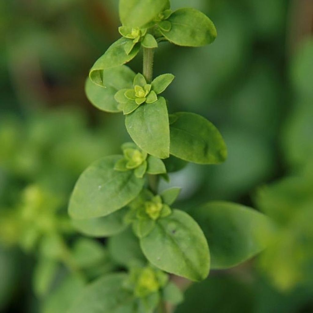 Verge d'or naine Golden Fleece - Solidago sphacelata Golden Fleece