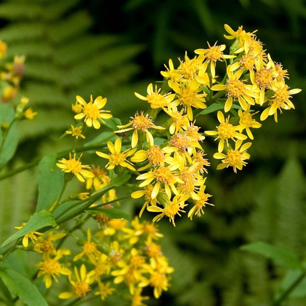 Solidago virgaurea - Baguette d'Aaron - Verge d'or