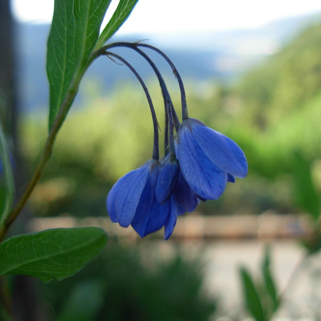 Sollya heterophylla