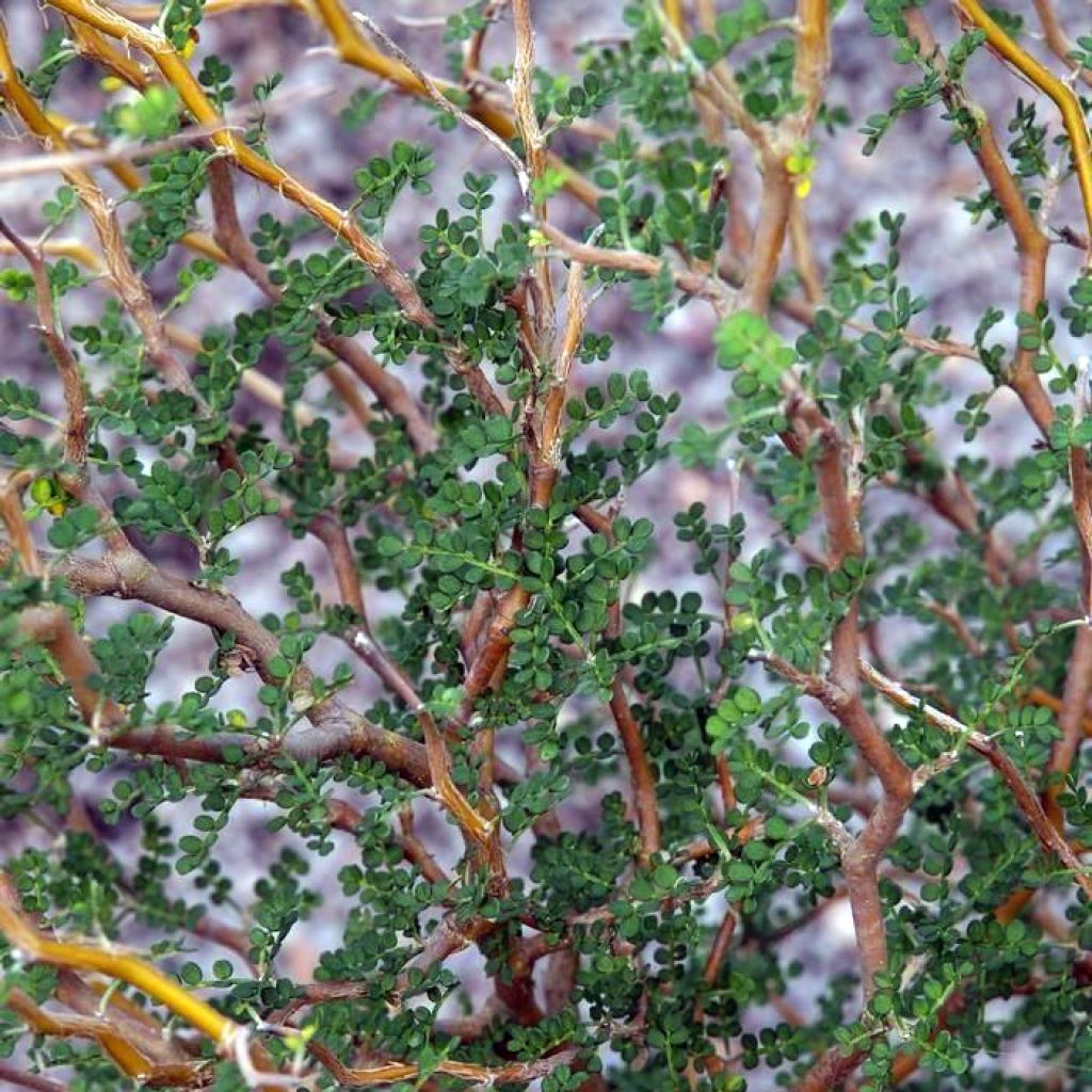 Sophora prostrata Little Baby