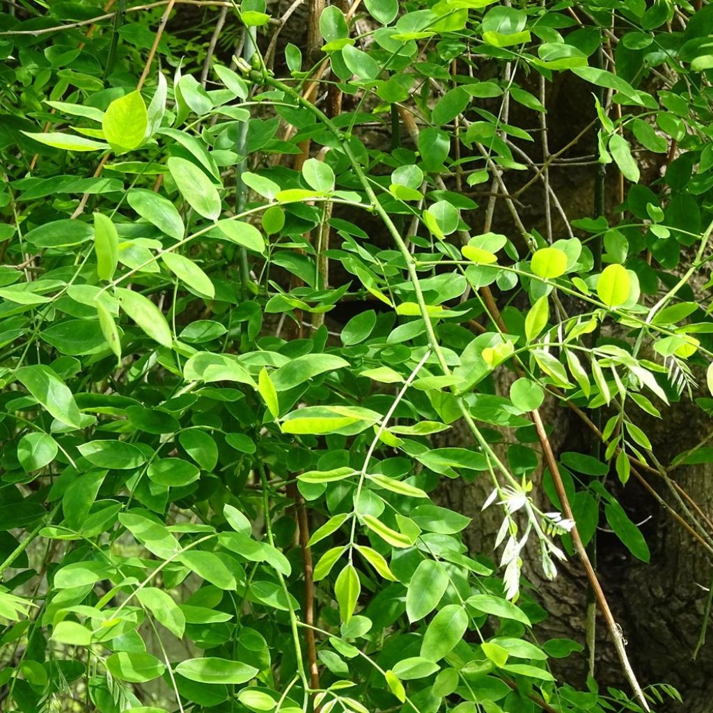 Arbre des pagodes - Sophora japonica