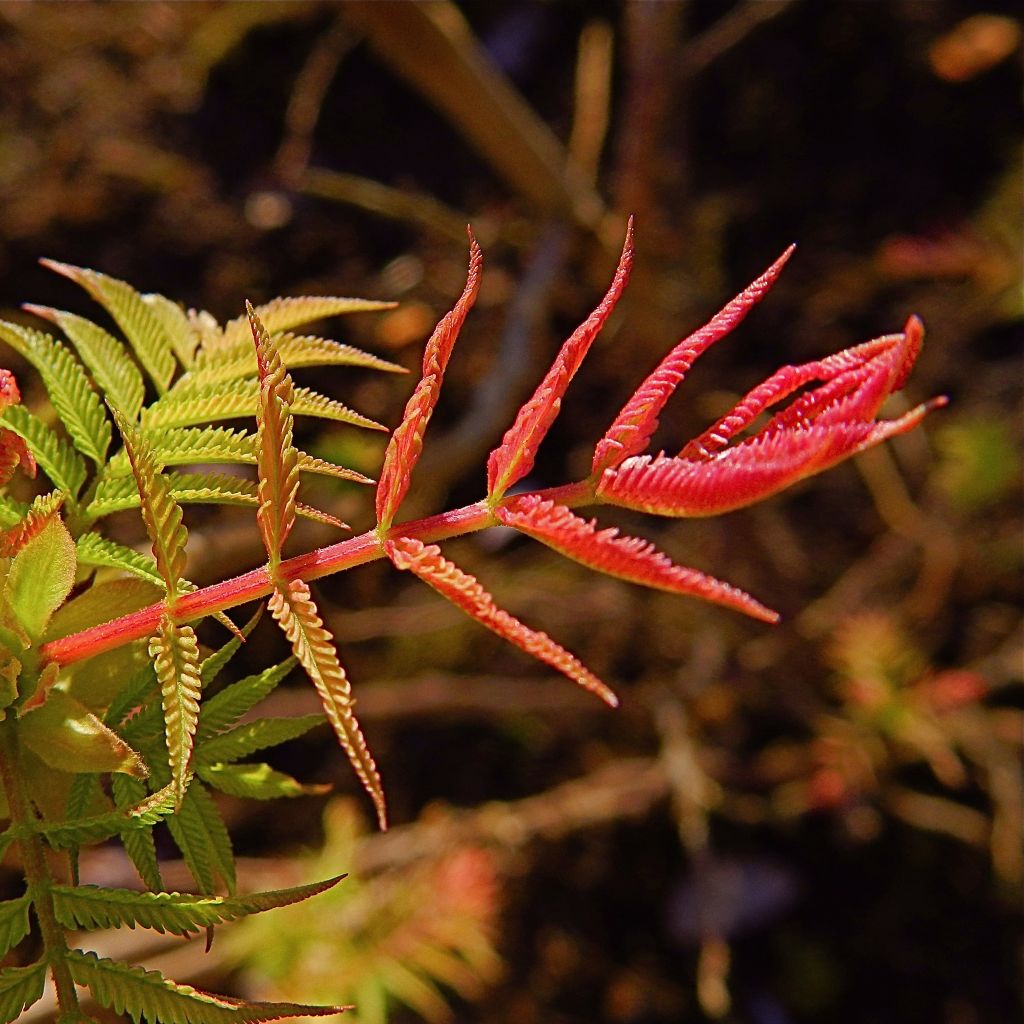 Sorbaria sorbifolia Sem - Fausse Spirée à feuilles de sorbier