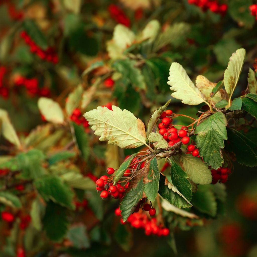 Sorbus intermedia Brouwers