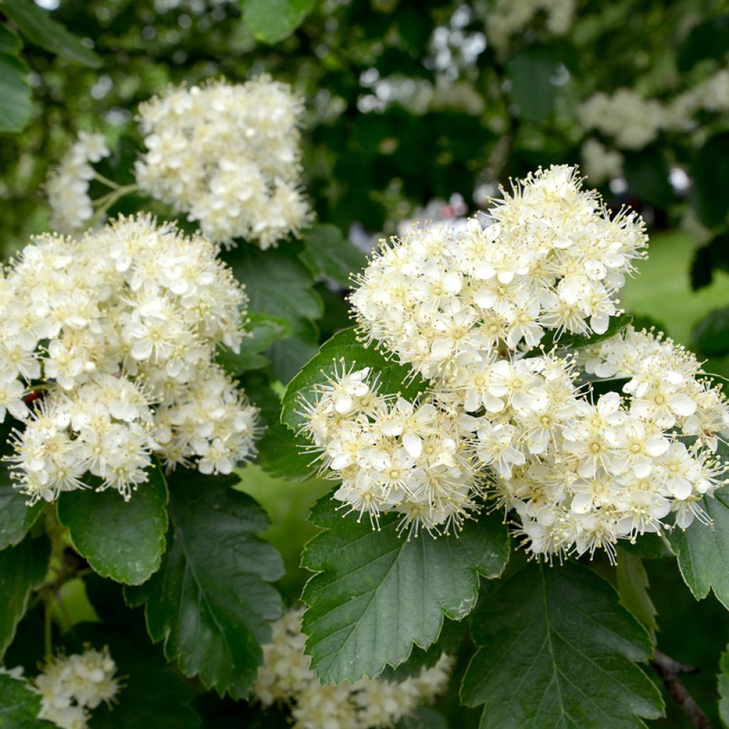 Sorbus intermedia Brouwers