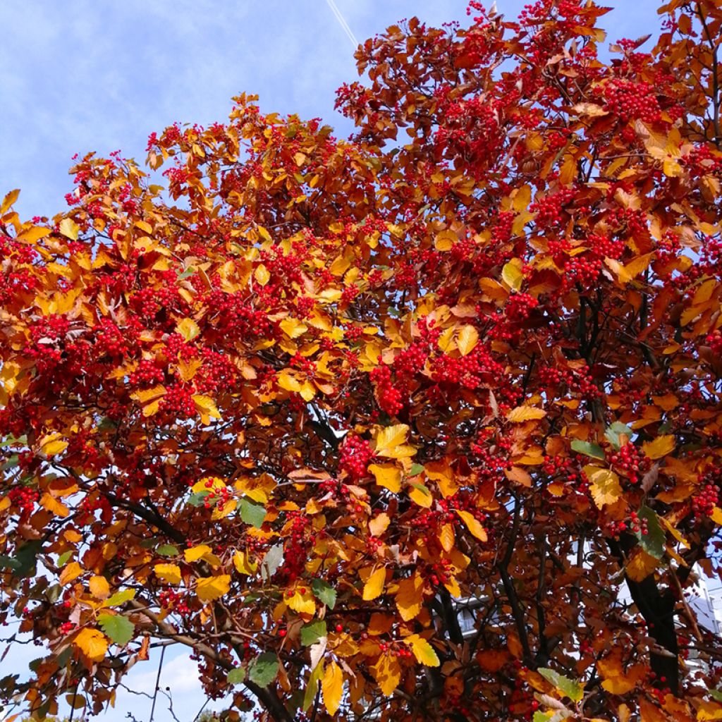 Sorbus intermedia Brouwers
