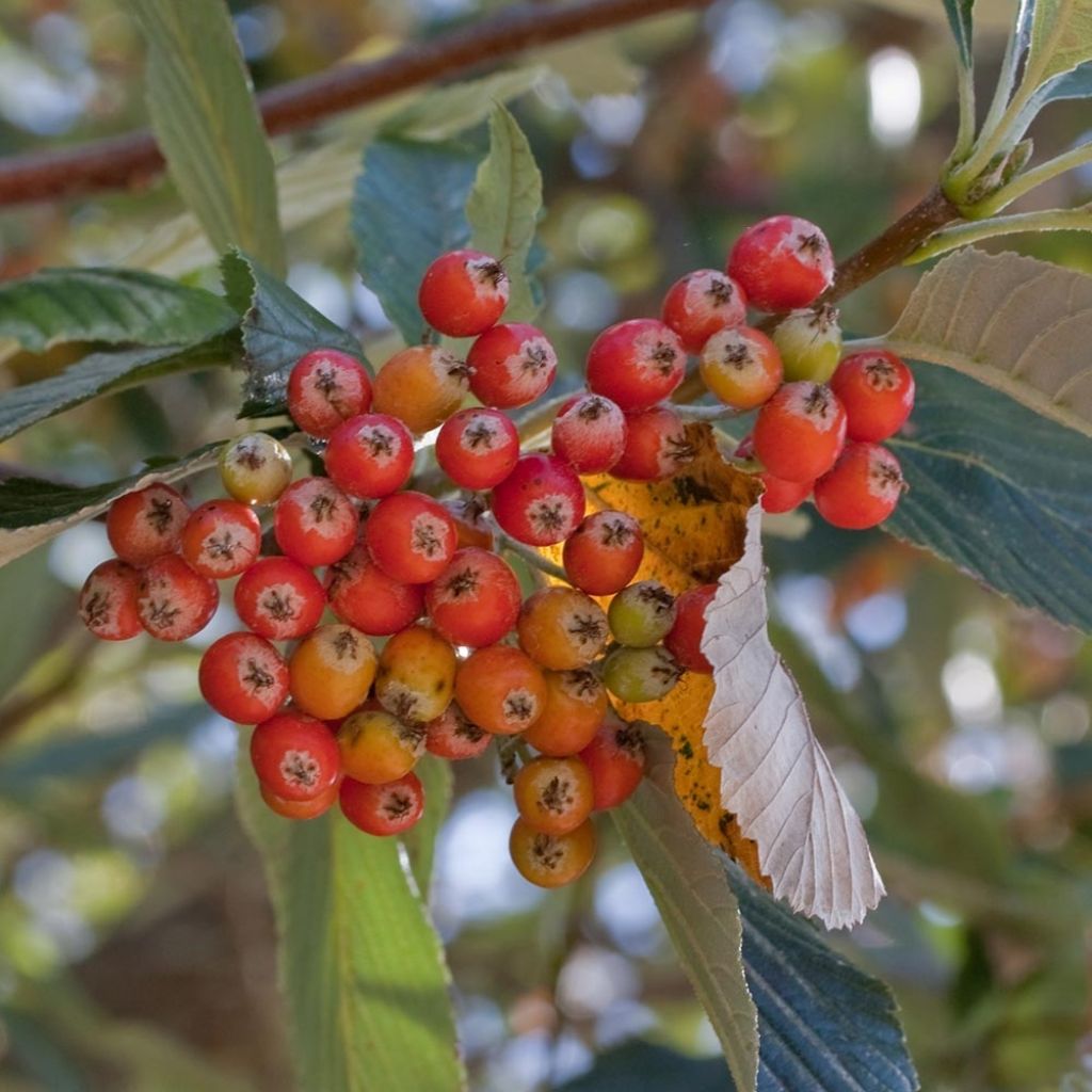 Sorbus aria - Alisier blanc