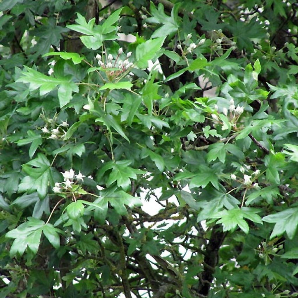 Sorbus torminalis - Alisier des Bois