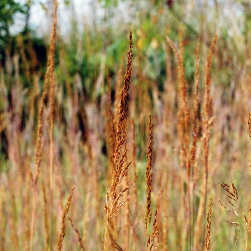 Sorghastrum nutans - Herbe des indiens