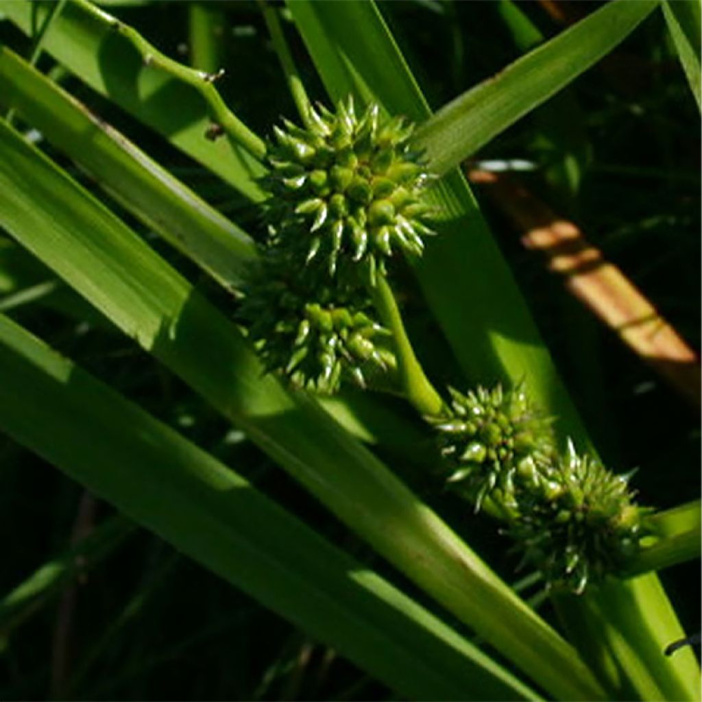 Sparganium erectum (= ramosum) - Ruban d'eau, Rubannier dressé 