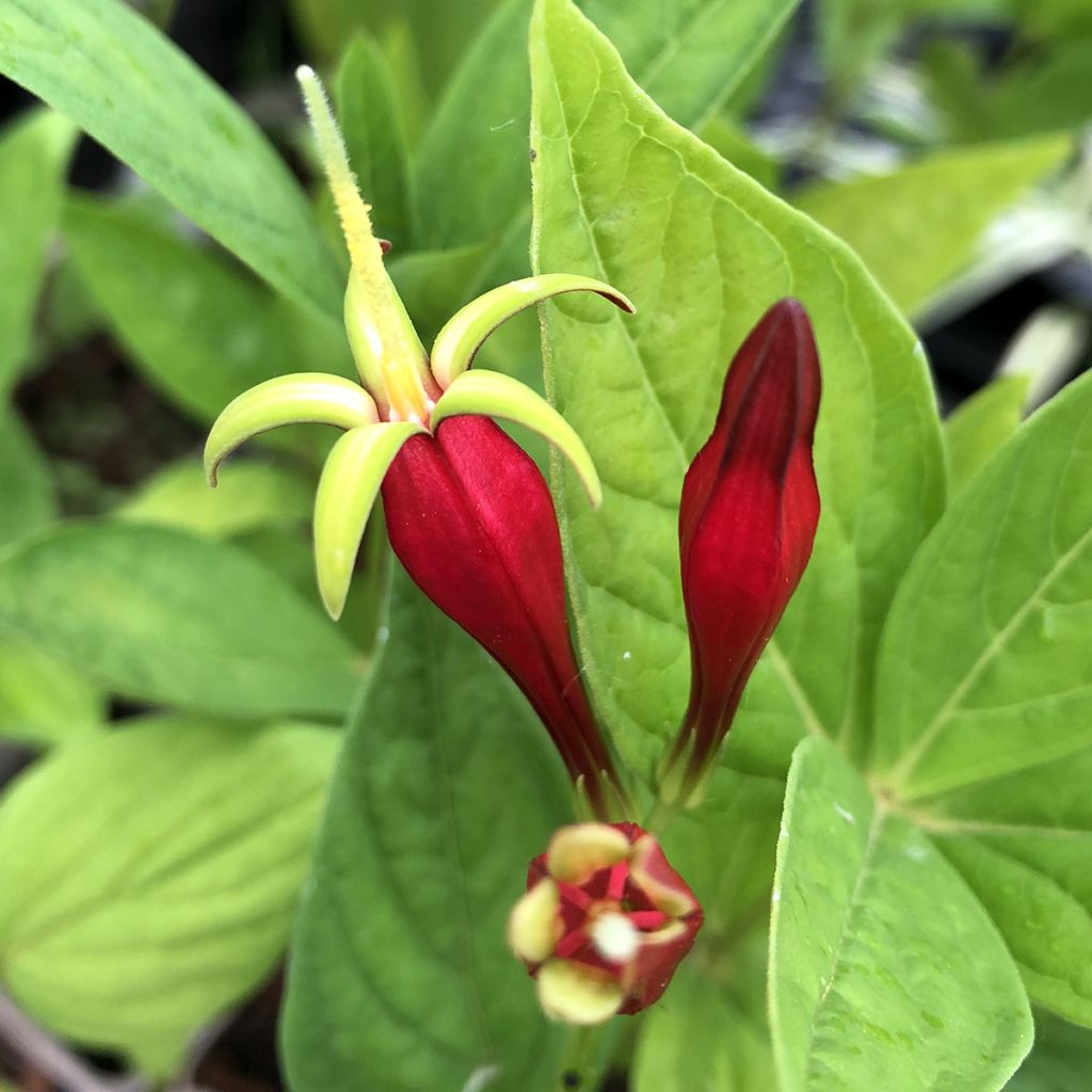 Spigelia marilandica