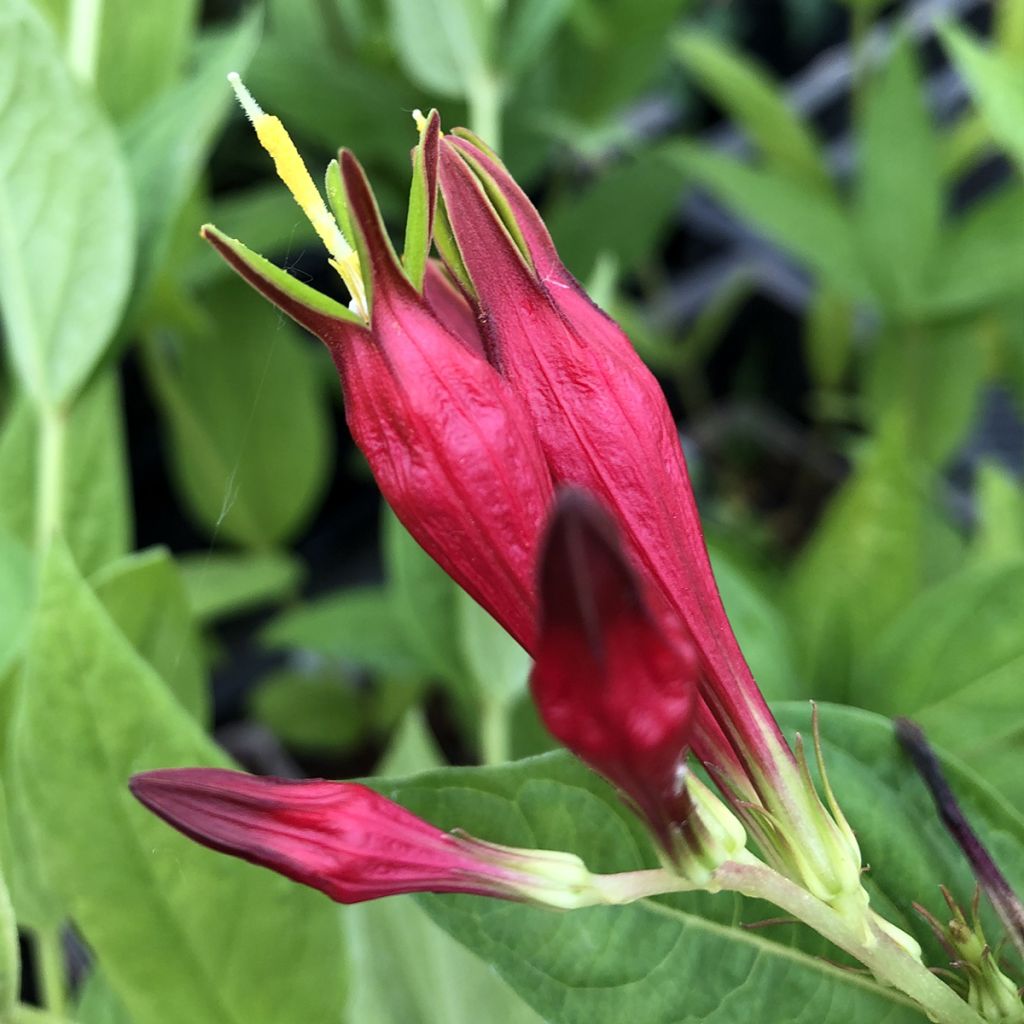 Spigelia marilandica