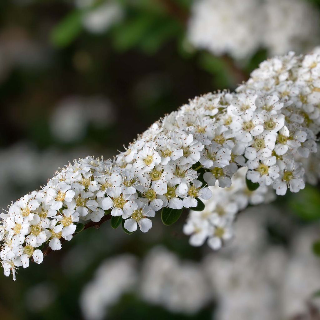 Spiraea arguta - Spirée blanche