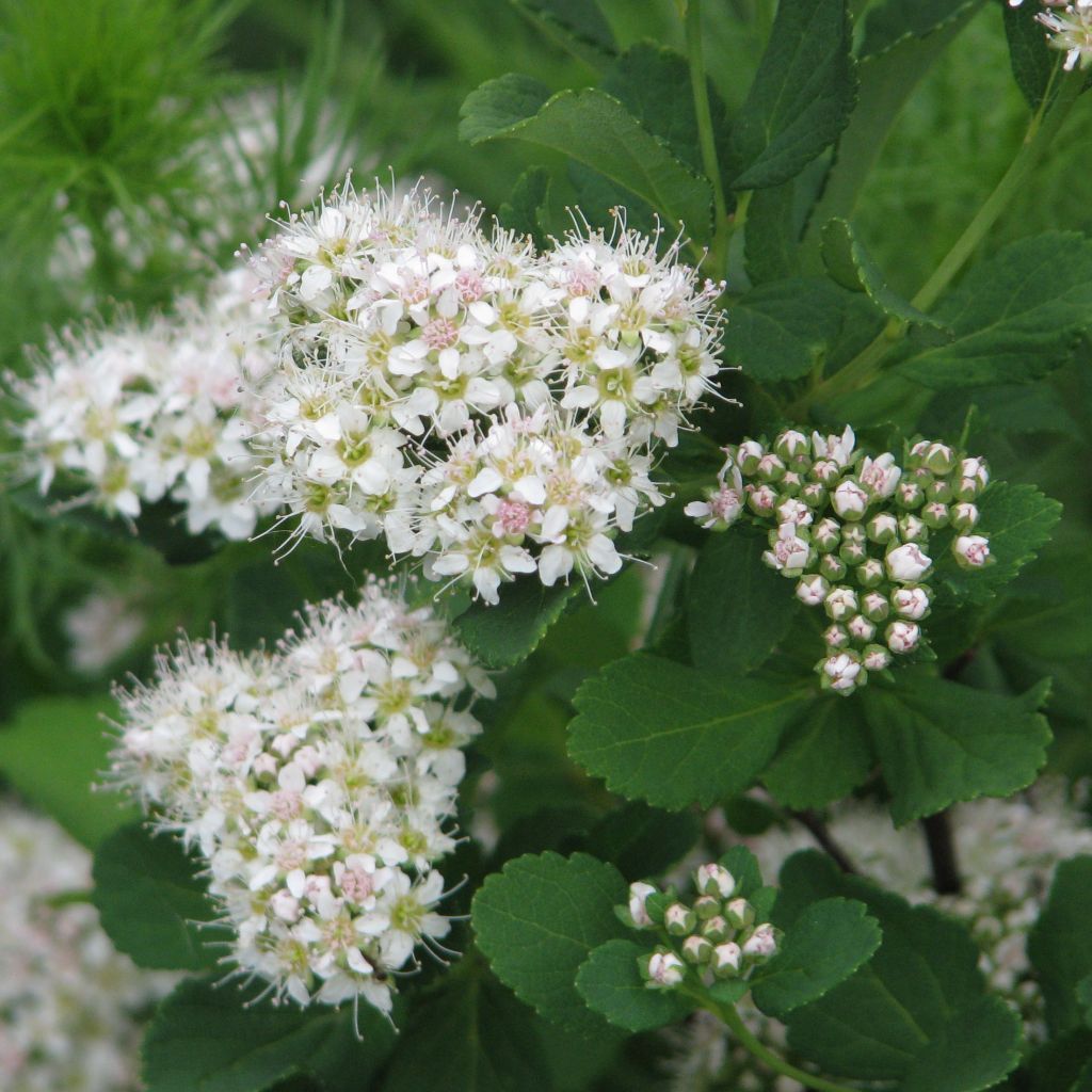 Spiraea betulifolia Tor