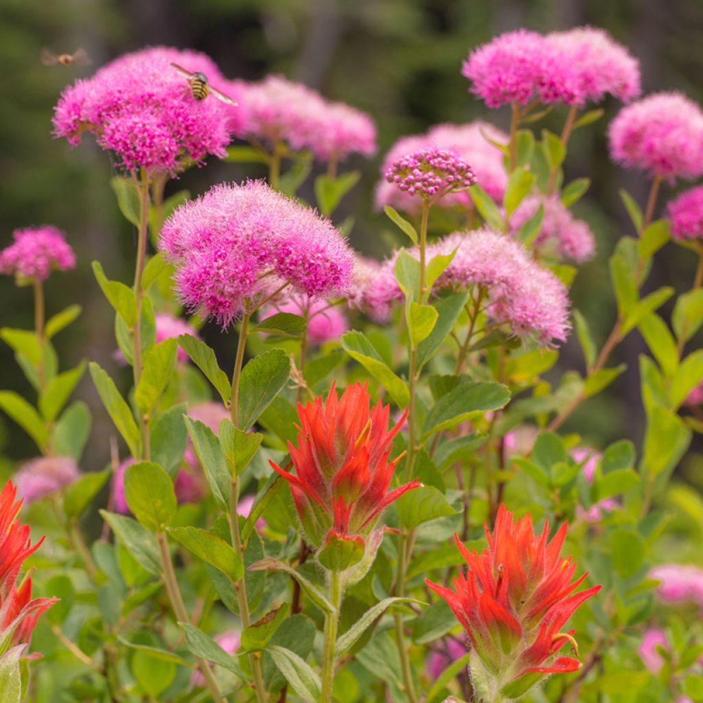 Spiraea densiflora (= splendens) - Spirée à fleurs denses