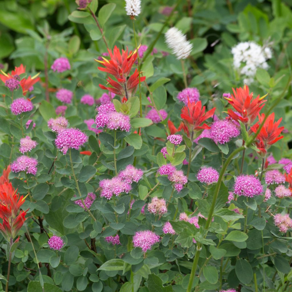 Spiraea densiflora (= splendens) - Spirée à fleurs denses